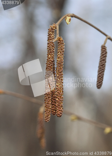 Image of Catkins of a birch