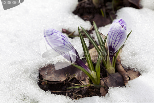 Image of Crocus flower in the snow