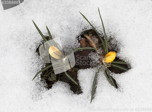 Image of Crocus flowers in the snow
