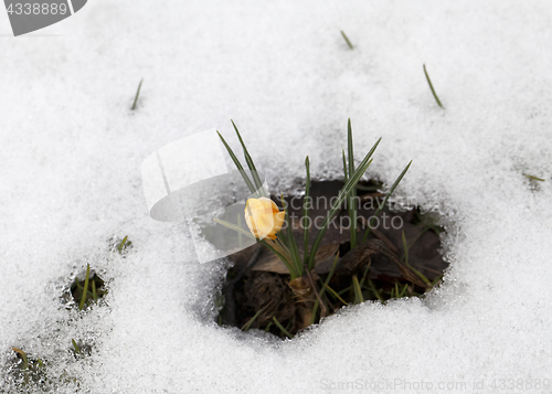 Image of Crocus flower in the snow