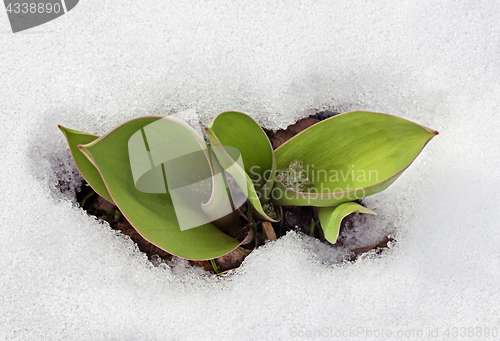 Image of Crocus leaves in the snow