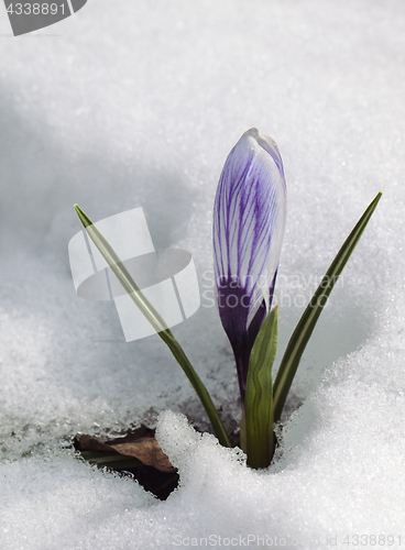 Image of Crocus flower in the snow