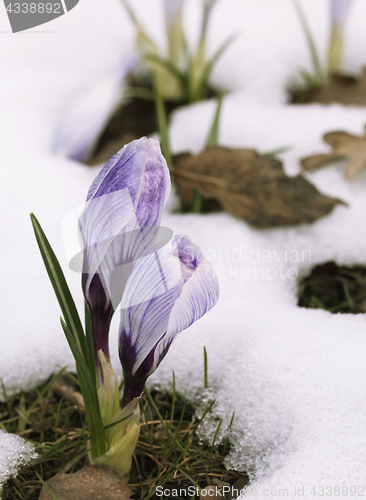 Image of Crocus flower in the snow