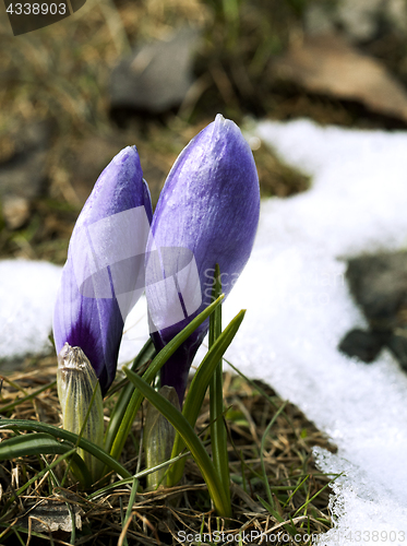 Image of Crocus flower in the snow