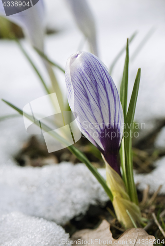 Image of Crocus flower in the snow