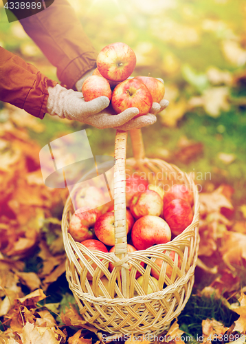 Image of woman with basket of apples at autumn garden