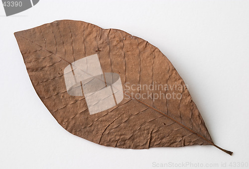 Image of Autumn brown dry leaf on white background