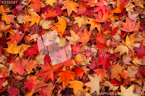 Image of Fallen leaves in Autumn