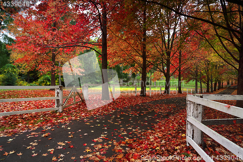 Image of Maple trees in Autumn