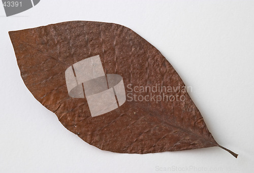 Image of Autumn brown dry leaf on white background