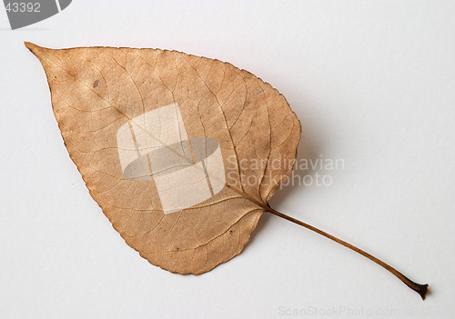 Image of Autumn yellow dry leaf on white background