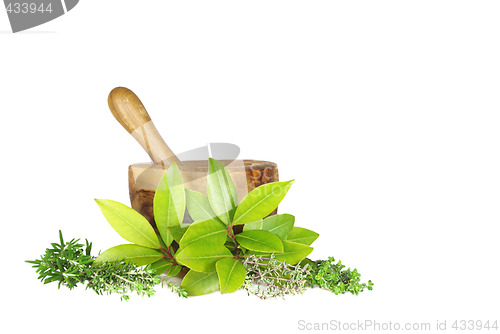 Image of Fresh Herbs