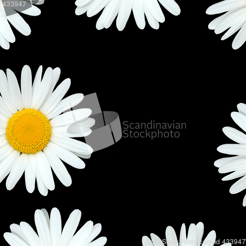 Image of Daisy Flowers