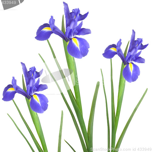 Image of Iris Trio