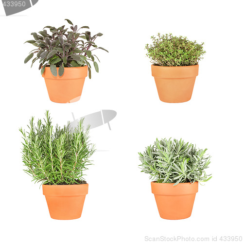 Image of Rosemary, Lavender, Sage and Thyme