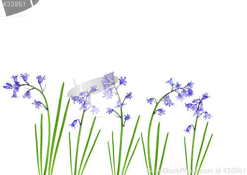 Image of Spring Bluebells