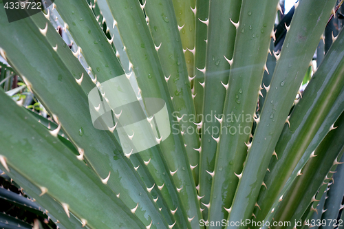 Image of Pandanus odoratissimus or screw pine thorny green plant