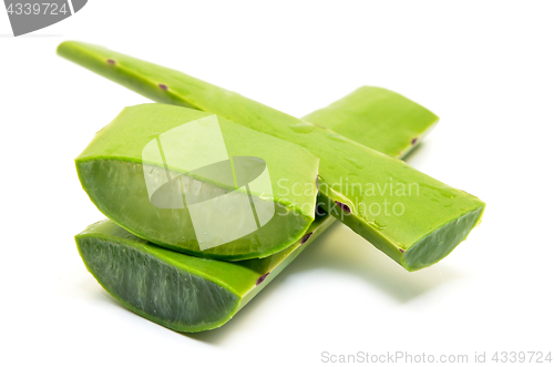 Image of Aloe vera fresh leaf isolated