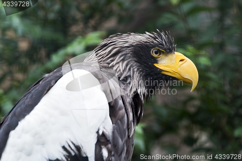Image of Steller\'s sea eagle (white-shouldered eagle)
