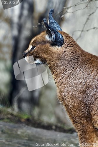 Image of Caracal. Side view