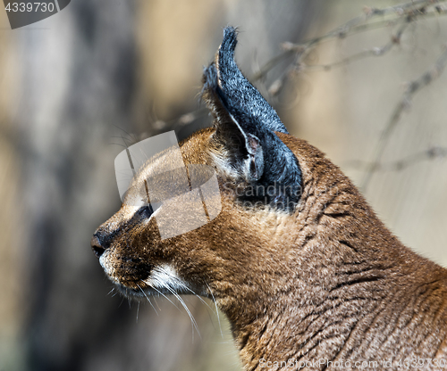 Image of Caracal. Side view