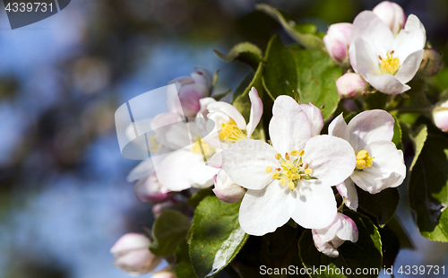 Image of Apple bloom