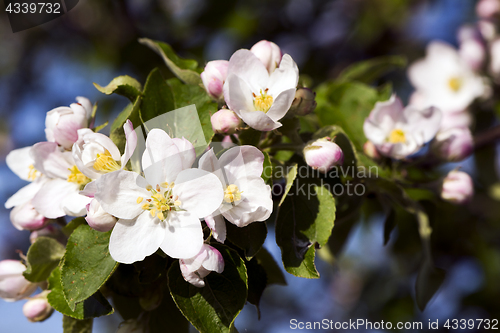 Image of Apple bloom