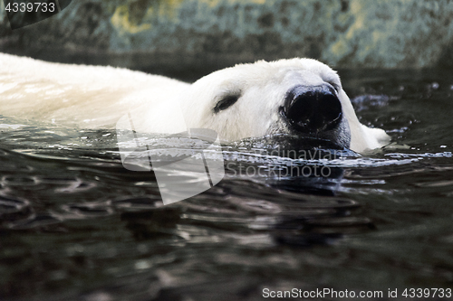 Image of Polar bear