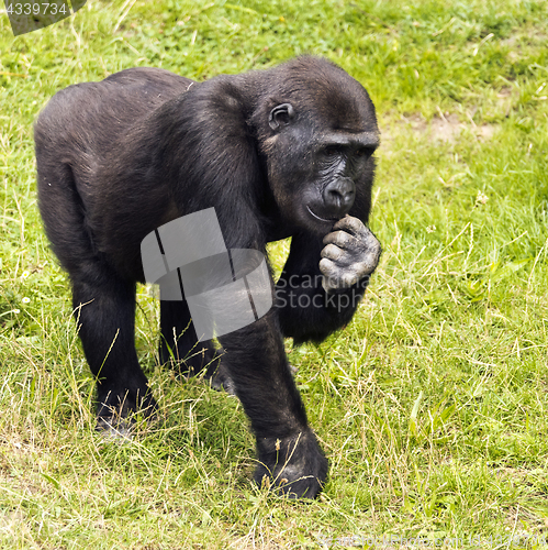 Image of Young gorilla