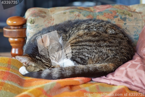 Image of Cat sleeping on a sofa