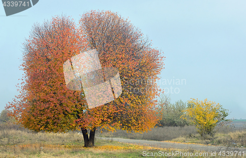 Image of Lonely cherry tree