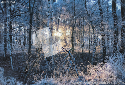 Image of Winter Frozen Forest