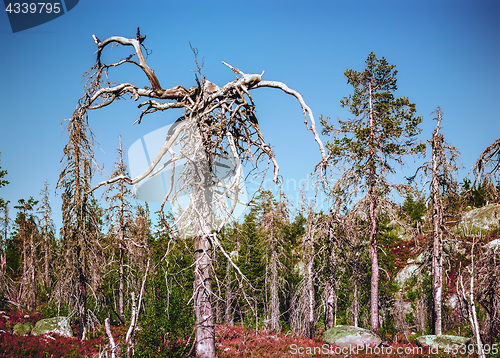 Image of Strange Dry Trees