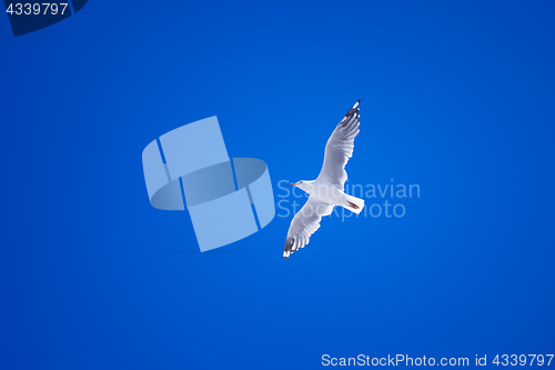 Image of a seagull in the clear blue sky