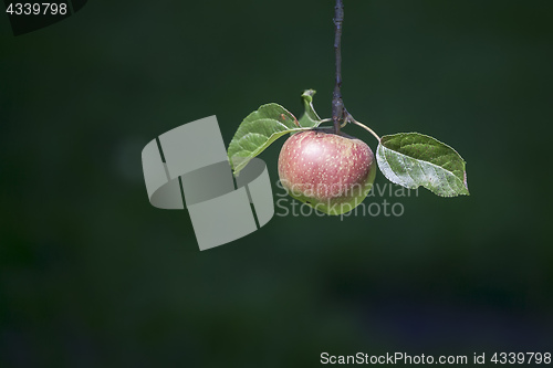 Image of apple on a tree