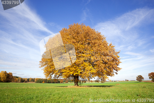 Image of an autumn tree in the green meadow