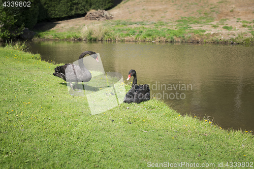 Image of black swan couple