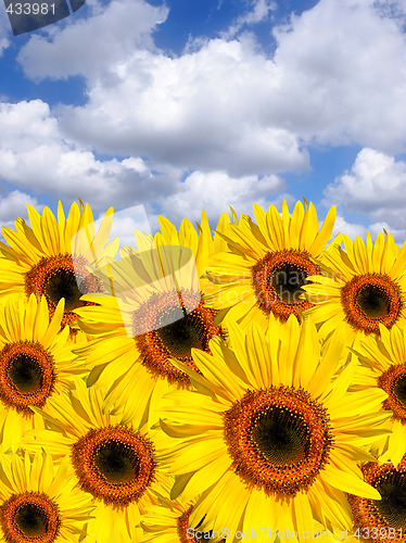 Image of Summer Sunflowers