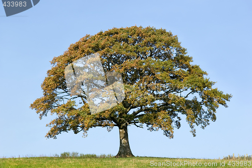 Image of Oak Tree In Early Autumn