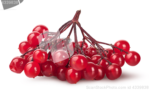 Image of Bunch of ripe viburnum