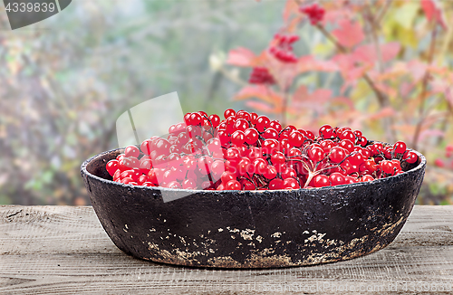 Image of Viburnum in a pan on wooden table