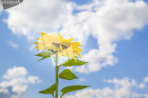 Image of beautiful sunflower in front of the blue sky