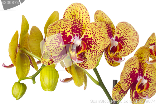 Image of Beautiful orchid flower