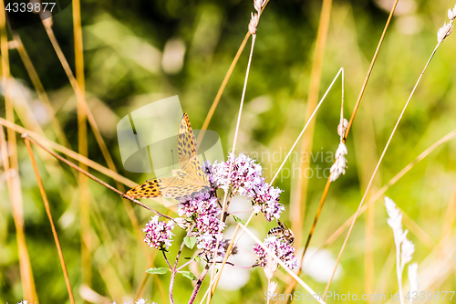 Image of Butterfly