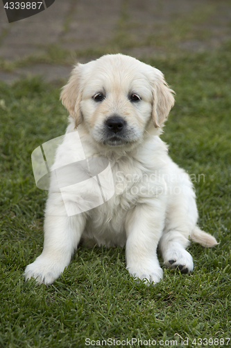 Image of Cute Golden Retriever Puppy