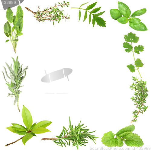 Image of Organic Herbs