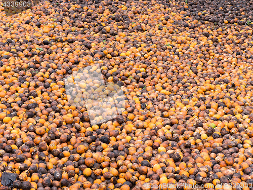 Image of Areca or betel nuts in Mynmar