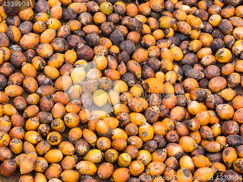 Image of Areca or betel nuts in Mynmar