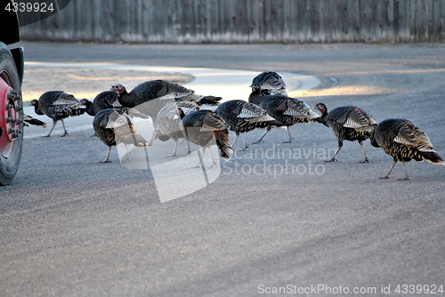 Image of Wild turkeys.