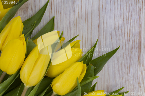 Image of Beautiful yellow tullips 